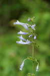 Lyreleaf sage